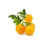 Click and Grow Smart Garden täyttöpakkaus 3 kpl - Keltainen tomaatti